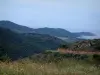沿海景观科西嘉岛 - 草，野花和山丘俯瞰地中海