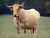 牛Aubrac - Aubrac母牛在草甸