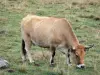 牛Aubrac - 吃草从牧场地的Aubrac母牛