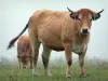 牛Aubrac - Aubrac母牛在草甸