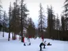 瓦尔贝格 - 雪，滑雪者和树木