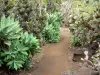 留尼旺植物园 - 来自Succulentes系列的仙人掌和多肉植物