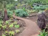 留尼旺植物园 - 仙人掌来自Succulentes系列