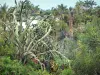 留尼旺植物园 - 来自Succulentes系列的仙人掌和多肉植物