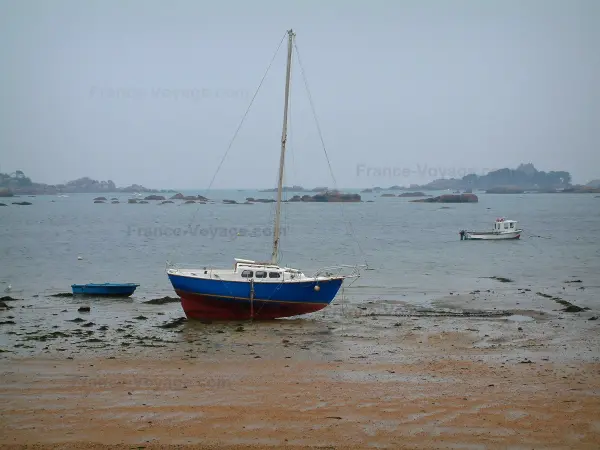 粉红色花岗岩海岸 - 粉红色的沙滩，海藻，海（拉芒什）在退潮时与多彩的帆船，船和船，然后岩石和肋骨在远处