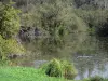索姆河谷 - 高级索姆河的池塘，有鸭子，植被和树木