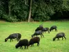 索尔峡谷 - Ouessant黑羊在Erve的谷的一个草甸