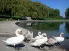 艾因的风景 - 在Divonne-les-Bains湖的天鹅