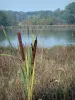 艾因的风景 - 在Dombes池塘边缘的芦苇