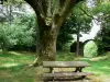 芒芒芒芒芒芒芒芒芒芒芒 - 在树的脚的野餐桌和封建城堡的残余在背景中