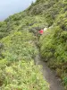 苏弗里耶尔 - Chemin des Dames排列着植被，通向火山顶的小径;在瓜德罗普国家公园