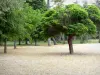 莱昂池塘 - 银行种植树木