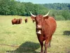 萨勒斯牛 - 母牛群在一个牧场地的森林边缘
