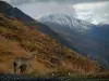 萨沃伊的高山风景 - 绵羊和她的幼崽（羊羔），野草，草原，斜坡，山与雪和多云的天空（Route des Grandes Alpes）