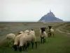 诺曼底风景 - 盐草甸和圣米歇尔山的绵羊