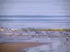 诺曼底风景 - 海滩，海鸟在全程飞行和海上（海峡）