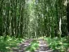 诺曼底 - 缅因州地区自然公园 - 阿瓦隆山：在Multonne森林中的路径