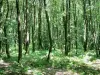 诺曼底 - 缅因州地区自然公园 - 阿瓦图尔山：Multonne森林的树木
