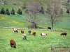 阿尔代什的风景 - Monts d'Ardèche地区自然公园：一群奶牛在开花的草地上