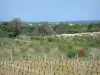 阿尔代什的风景 - 来自高原des Gras的葡萄藤