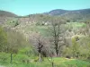 阿尔代什的风景 - Montsd'Ardèche地区自然公园 - 板栗国家：绿树成荫的树木和梯田