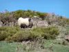 阿尔代什的风景 - 观点的黑带头的公羊和白色身体