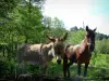 阿尔塔罗卡 - 驴和马在森林里