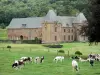 阿登的风景 - 绿色环绕的老Mont-Dieu Charterhouse的大主楼和在前景的草甸的母牛