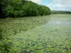 阿登的风景 - Bairon湖上的睡莲和水边的树木