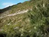 阿韦龙峡谷 - 小山种植了树木和植被