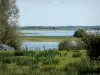 马恩河的风景 - Lac du Der-Chantecoq：芦苇，灌木，水体和海岸