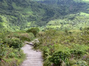 马提尼克岛自然公园 - MontagnePelée：长满植被的远足径