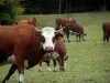 高山牛 - Alp（牧场）与Abondance奶牛携带铃铛