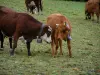 高山牛 - Alp（牧场）与Tarine和Abondance奶牛携带铃铛