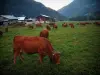 高山牛 - Alp（牧场）与一群Tarine奶牛，别墅和森林在背景中