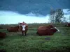 高山牛 - 有Abondance母牛的牧场地和云彩在背景中