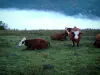 高山牛 - 有Abondance母牛的牧场地和云彩在背景中
