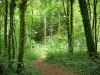 麋鹿森林 - Elan State Forest：绿树成荫的小径