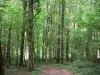 麋鹿森林 - Elan State Forest：树木和灌木丛