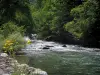 黑桃谷 - 野生花卉，河流和树木在水边，在比利牛斯山脉