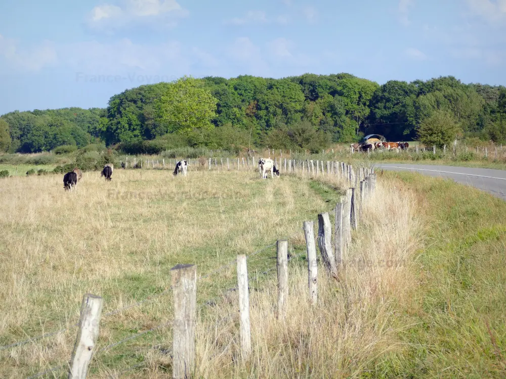 指南默兹省 - 默兹的风景 - 洛林地区自然公园-有围栏的草地上的奶牛