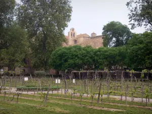 Abadía de Valmagne - Abadía cisterciense, árboles y vides