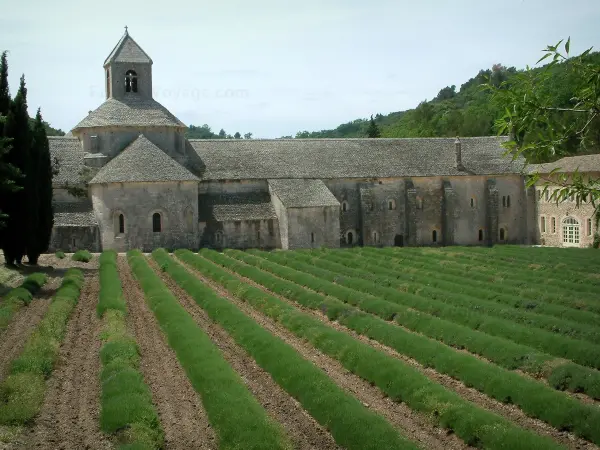 Abdij van Sénanque - Gids voor toerisme, vakantie & weekend in de Vaucluse