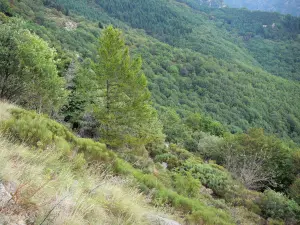 Aigoual Massiv - Berg bedeckt mit Bäumen und Vegetation; im Nationalpark der Cevennen (Cevennen-Massiv)