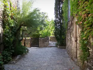 Aiguèze - Gepflasterte Gasse und Hauswand eines Steinhauses bedeckt mit wildem Weinstock