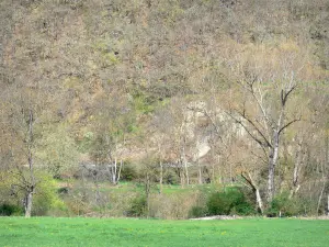 Alagnon gorges - Wooded landscape