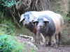 Aldudes-Tal - Baskische Freilandschweine (Freilandzucht)