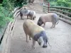 Aldudes-Tal - Freilebende baskische Schweine (Freilandhaltung)