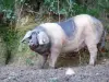 Aldudes-Tal - Basken-Schwein aufgezogen im Freien