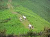 Aldudes-Tal - Pferde auf einem Weg